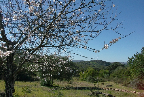 3207.Almond Trees.jpg